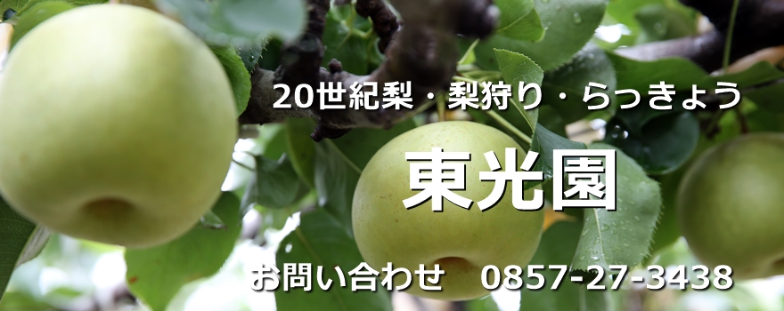 東光園・鳥取市・梨狩り・二十世紀梨