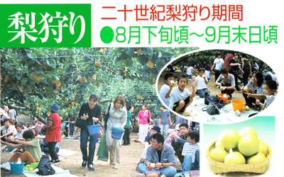 東光園・鳥取市・梨狩り・二十世紀梨