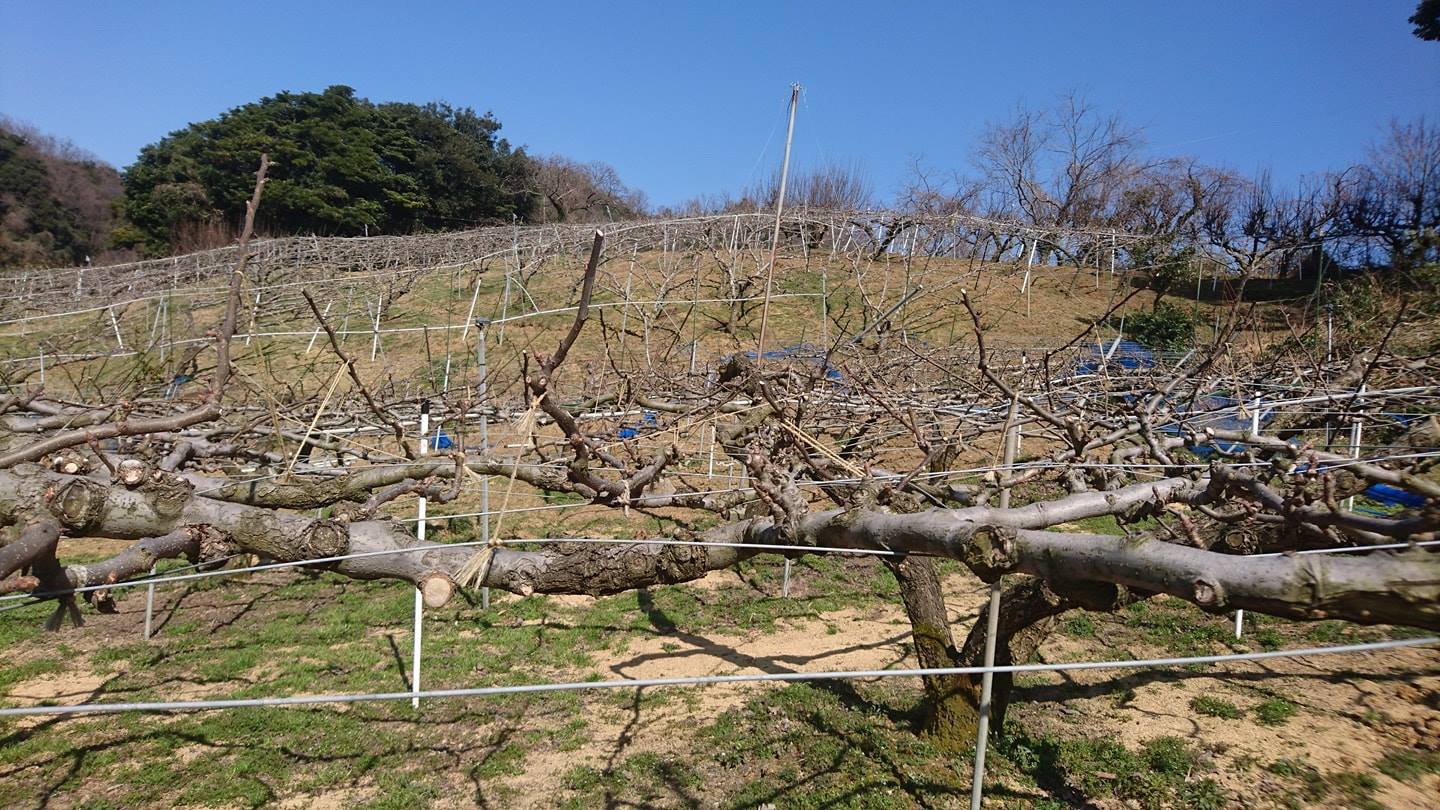 鳥取市福部・梨狩り・二十世紀梨の東光園